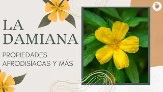 LA DAMIANA: Propiedades Afrodisíacas y Mucho Más
