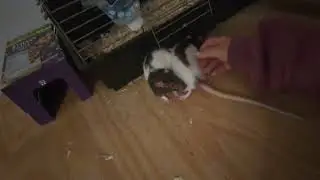Sad News About Our Rat (Heidi)