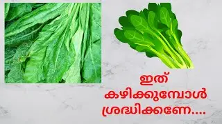 പാലക് കഴിക്കുന്നത്‌ കൊണ്ടുള്ള ഗുണങ്ങൾ പക്ഷെ...  |palak cheera malayalam