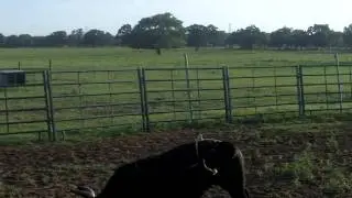 tripp's mini buckers 2 116_0250.MOV