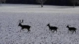 Damwildjagd 2023.01.17 UHW, Hirsch liegt