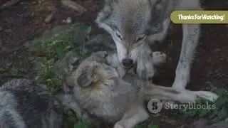 What Are Wolves and How Do They Communicate? 🐺 Incredible Wolf Facts for Kids!
