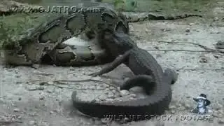 Aligetr ko.dekho