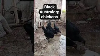 Black Australorp chickens