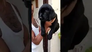 DOG 🐶🐕 #Ajshorts #AJSTATUS #DOGS #DOGLOVER