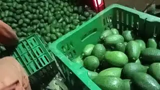NIGHT TIME PROCESSING & PACKAGING OF AVOCADO 🥑😘