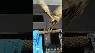 shikra birds