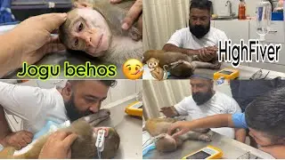Jogu lai highFiver 🤒🤕🐒  hospital 🏥 maa jogu 🐒