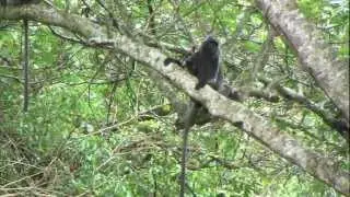hulmany Trachypithecus cristatus