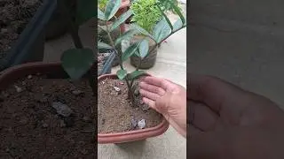 O que deve fazer agora com a Zamioculca. #horta #hortali&ccedil;a #hortaorganica
