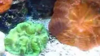 large polyp corals