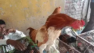 murga mandi ki video