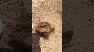 3 inch magnifying glass vs Palm tree fibres