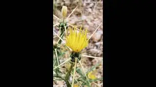 Centaurea solstitialis ή &Kappa;&epsilon;&nu;&tau;&alpha;ύ&rho;&iota;&alpha; &eta; &theta;&epsilon;&rho;&iota;&nu;ή (&alpha;&zeta;&omicron;&gamma;&kappa;ά&theta;&iota;)