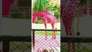 zerafe neck hanged in basket#zerafe,#zarafa,#botanzoo ,#shortvideos