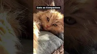 Cat's Welcome: Homecomings Filled with Love #cats  #cat  #enduringlove