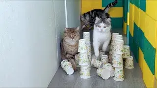 Cat Paper Cup Challenge Episode 6   Cats are on the verge of success!