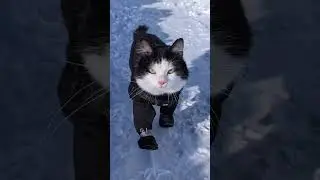 cat funny/rare cat  watch video #foryou #funny #funnyvideos #funnyclips #cute #eyecatchy #funnycute