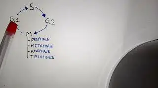 Cell Biology tricks|Funny tricks cell division|Neet 2024 Biology #aiims #mbbs#neetbiology