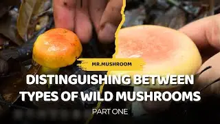 Distinguishing between wild mushrooms &ndash; which mushrooms are edible, which mushrooms are extremely po