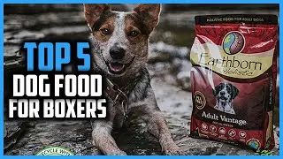 ✅ Top 5 Best Dog Food For Boxers of 2024