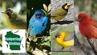 CRAZY Spring Migration Birding in Louisiana