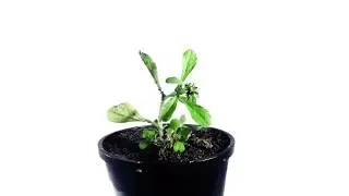 Bioweed In Action