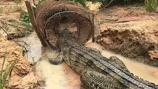 Creative Man Make Best Crocodile Trap Technology -How To Make Big Crocodile Trap Work 100%