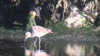 Willets
