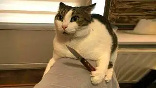 Unexplained cat behavior