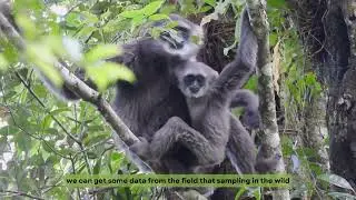Global Gibbon Champion Award Winner 2024 Made Wedana Indonesia Rescue