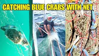 HOW TO CATCH BLUE CRABS USING NET