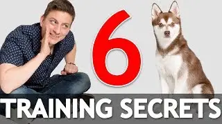 6 Dog Training Secrets in 5 Minutes!