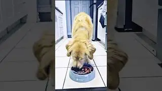 Slow Feeder Dog Bowl 🐶 | Prevent Fast Eating & Improve Digestion | Dog Feeding Hack | #shorts #pets