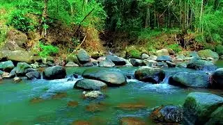 Gentle River Sounds ASMR for Deep Focus, Relaxation & Stress Relief