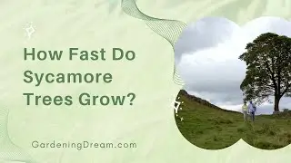 How Fast Do Sycamore Trees Grow?