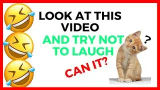 ✅SEE FUNNY CATS🐱Falling into the WATER💦 2020