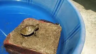 My Indian tent turtles basking