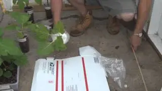 How to ship fig plants in USPS shipping tubes