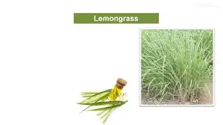 Identification of Medicinal & Aromatic plants by Prof. A. C. Jadhav