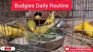 Breeding Colony Evening Routine. #breedingbirds #budgiegar #budgies #budgiesbreedingprogress