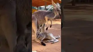 kangaroo