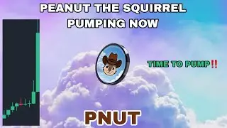 PNUT COIN PUMPING NOW IN MAY 2025‼️ PEANUT THE SQUIRREL TIME TO PUMP‼️ PROFIT SETUP FOR PNUT TOKEN