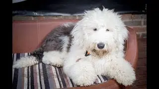 Bismarck - Old English Sheepdog Puppy - 2 Weeks Residential Dog Training