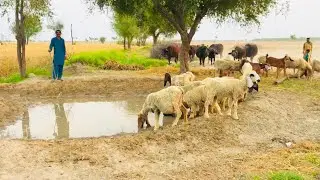 Pure natural vlog about desert life
