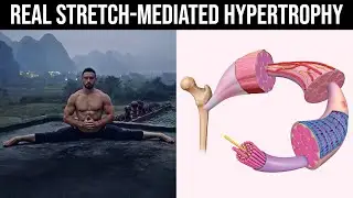 The Anabolic Benefits of Stretching (How to Use Stretching/Yoga for Hypertrophy)