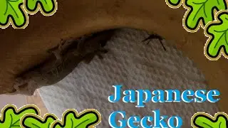 Japanese Gecko (Gekko Japonicus) | Intro 2016