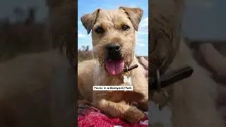 Best pet grooming near Chennai | Snouters.com