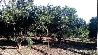 संतरे का बगीचा