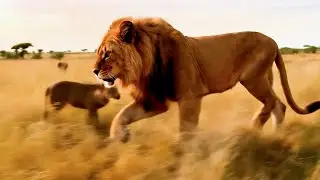 Cat Transformations Into Wild Predators